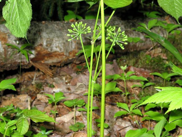 Wild sassparilla flower.JPG